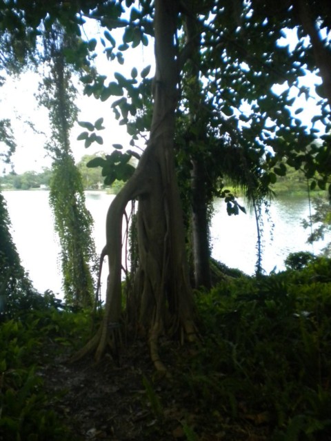 Picture